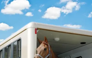 horse in trailer